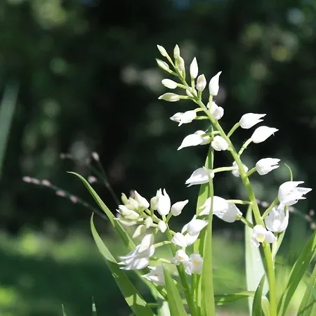 Camping Camping Osenbach